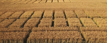 Миравис™Эйс в системе защиты озимой пшеницы