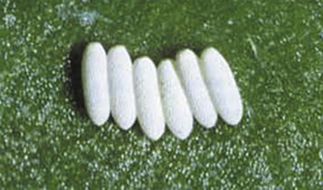 Pegomya hyoscyami Pan. (Diptera Anthomyidoe) 1