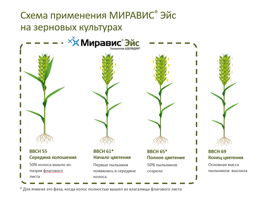 Схема применения МИРАВИС Эйс на зерновых культур