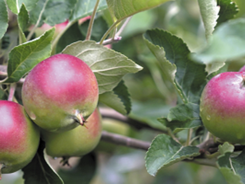 Эффективность фунгицида Миравис против мучнистой росы и парши яблони