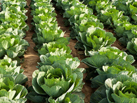 Рекомендации по выращиванию капусты белокочанной