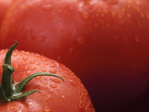 Компания «Сингента» представляет свой первый коммерческий гибрид томатов, устойчивый к вирусу ToBRFV