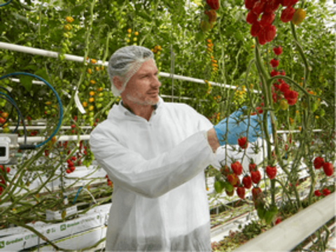 Роботизированный сбор томатов позволяет быстрее внедрять инновации в исследования и разработки.