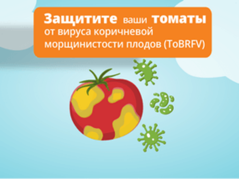 Устойчивые к вирусу ToBRFV томаты от Syngenta: защита вкуса и качества благодаря полной устойчивости к болезням