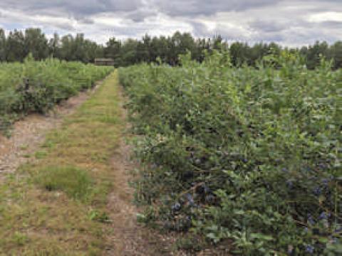 Ягодные культуры под защитой Syngenta: внимание на голубику