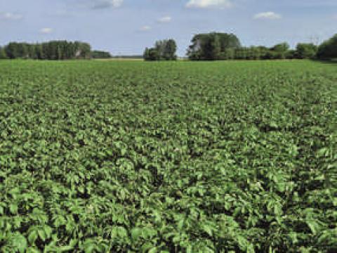 potato_cover_285kh214.jpg