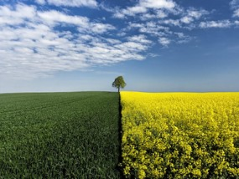 Для защиты культуры — свой гербицид Syngenta