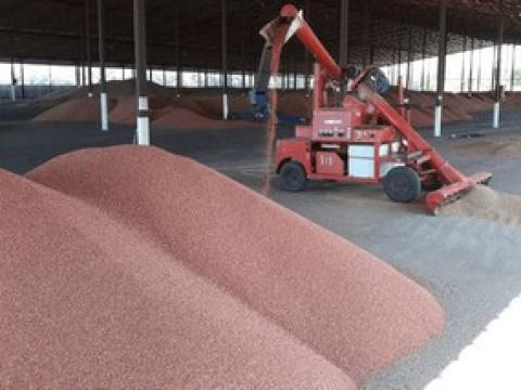 Защита семян препаратами Syngenta