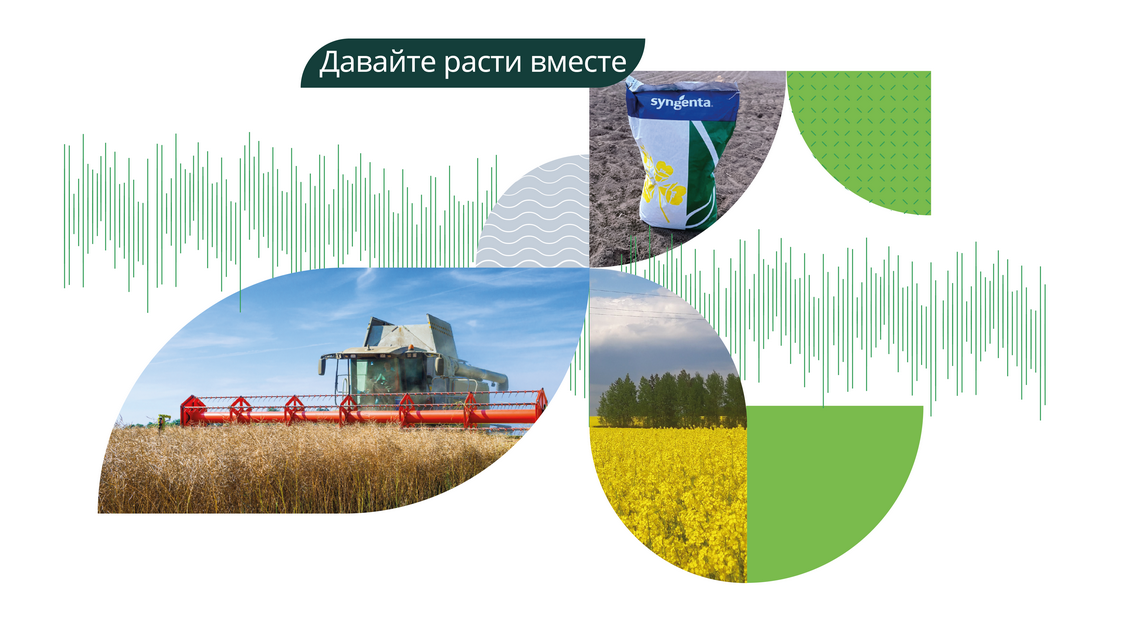 Озимый рапс Сингента — 2025: самое актуальное