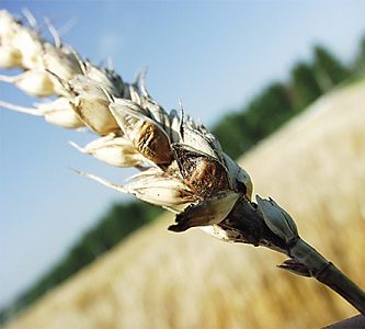 Твердая головня пшеницы