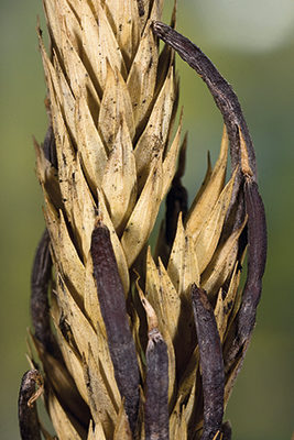 Claviceps purpurea (Fr.) Tul. 2