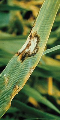 Rhynchosporium secalis (Oudem.) Davi 2