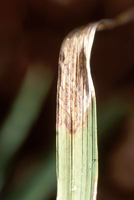 Pyrenophora graminea S. Ito & Kurib 2
