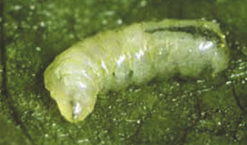Pegomya hyoscyami Pan. (Diptera Anthomyidoe) 2