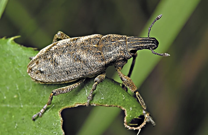 Coleoptera Curculionidae