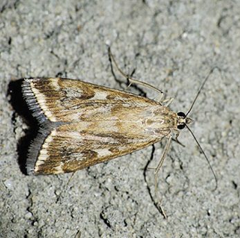 Lepidoptera Pyralidoe