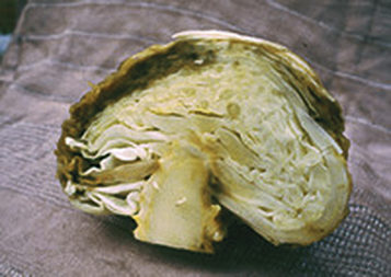 Фитофтороз капусты