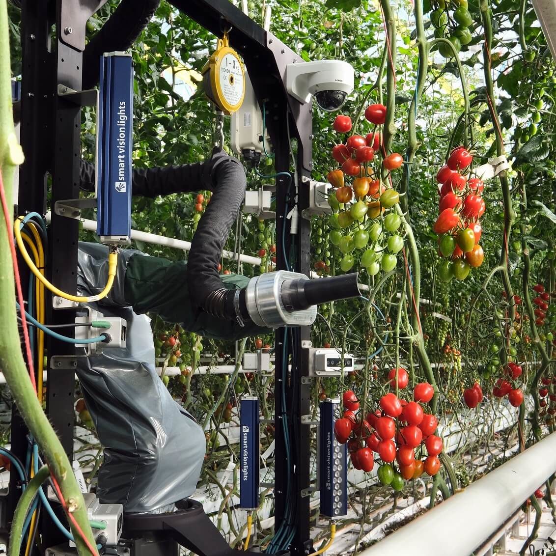 Робототехника в исследовании томатов 2