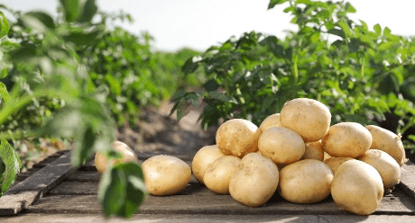 РЕВУС - Инновационный трансламинарный фунгицид для защиты картофеля, томата и лука