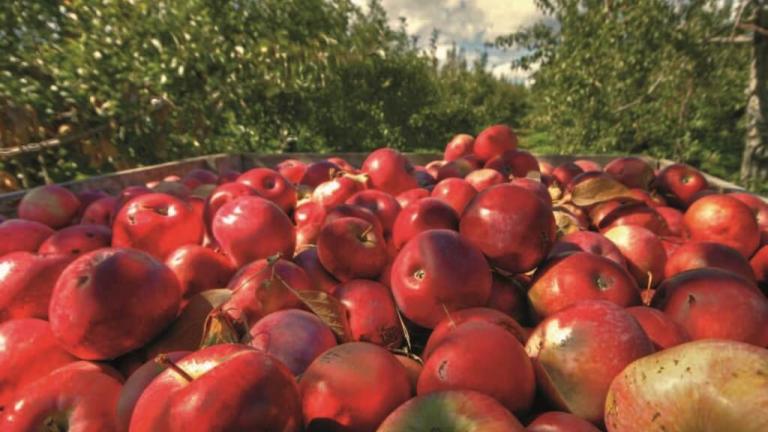 Syngenta: новая эра в защите сада