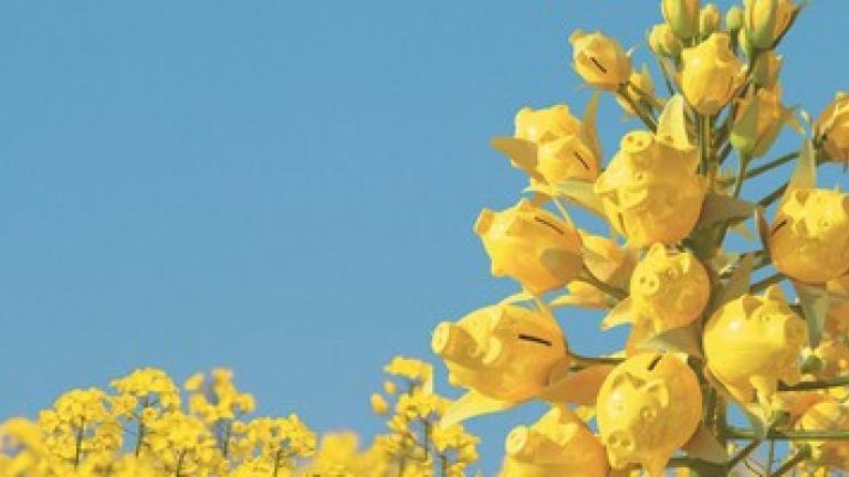 Озимый рапс Syngenta 2022: традиции и новинки для любого клиента
