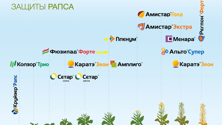 Система защиты рапса