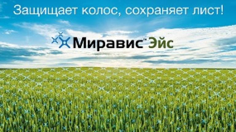 Миравис™ Эйс – новая линия в защите зерновых культур