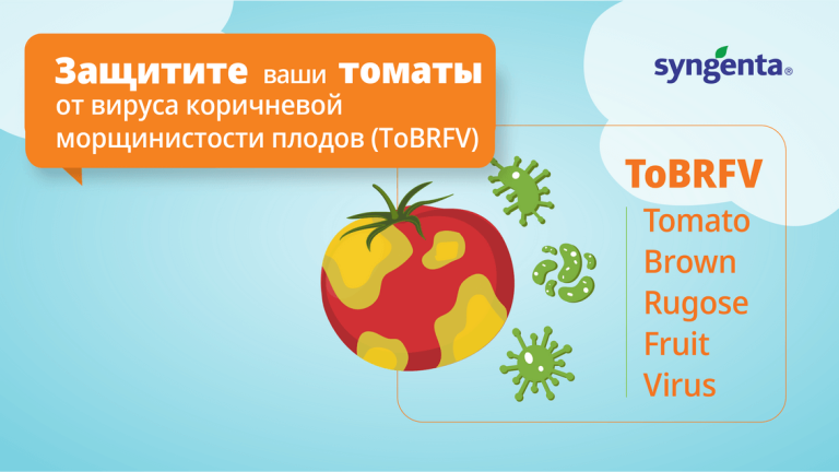 Устойчивые к вирусу ToBRFV томаты от Syngenta: защита вкуса и качества благодаря полной устойчивости к болезням