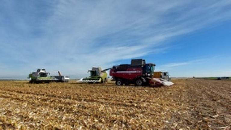 Кукурузный год Syngenta в Беларуси: мечты сбываются