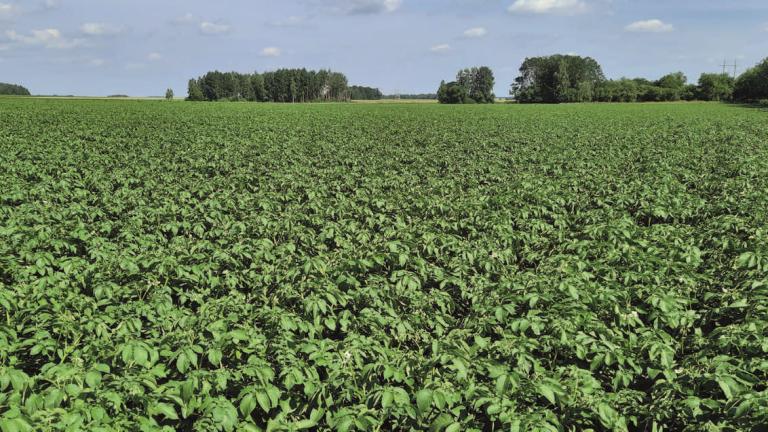 potato_cover_1132kh637.jpg