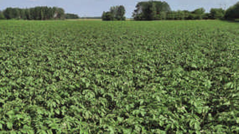 potato_cover_285kh214.jpg