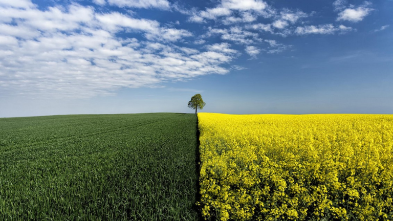 Для защиты культуры — свой гербицид Syngenta