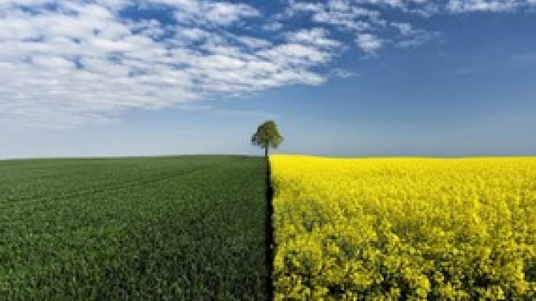 Для защиты культуры — свой гербицид Syngenta