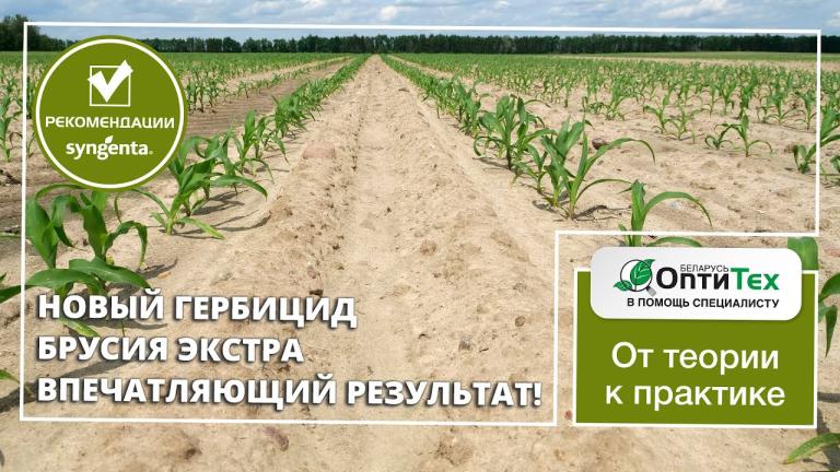 🌾 Брусия® Экстра: чистое поле - высокий урожай!