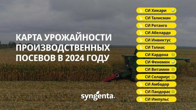 Карта урожайности гибридов кукурузы компании Сингента в производственных посевах в 2024 году.