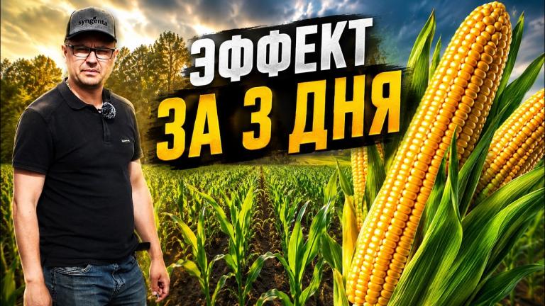 🌽 Всепогодная защита кукурузы даже в сложных условиях засорения!