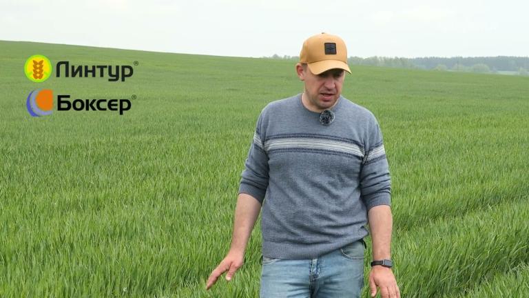 🌾 Защита озимого ячменя препаратами Syngenta — уверенность в высоком и стабильном урожае!