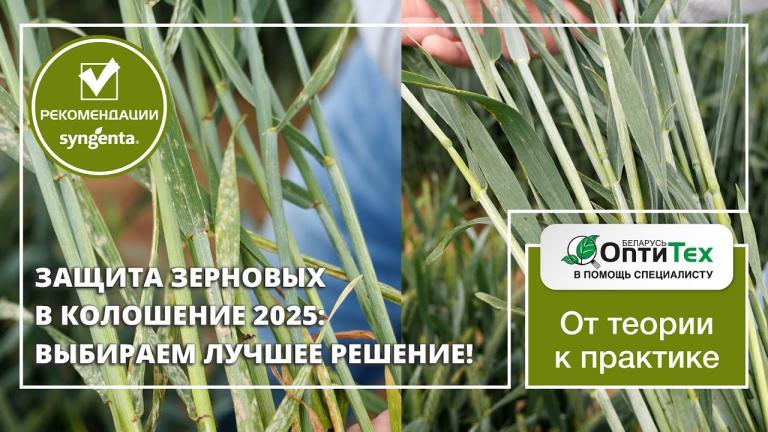🌾 Защита зерновых в колошение 2025: выбираем лучшее решение!