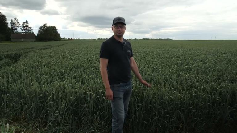 🌾 Секрет получения высокого урожая зерновых в СПК имени И.П.Сенько 🌾
