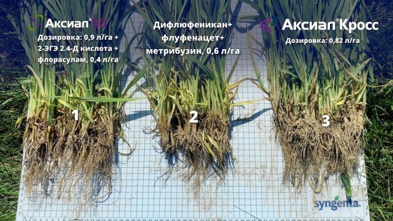 🌱Гербицид Аксиал Кросс –  мониторинг производственных опытов. Сравнение трех вариантов прополки.