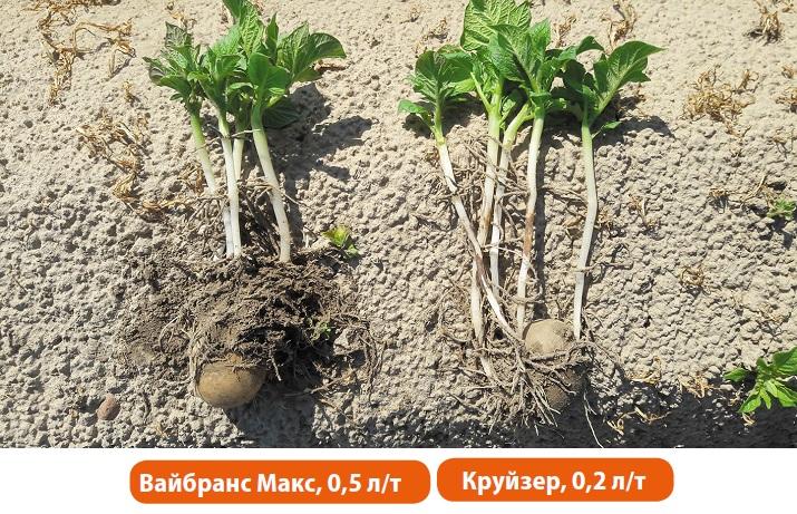 Сравнение ВАЙБРАНС® МАКС и КРУЙЗЕР®