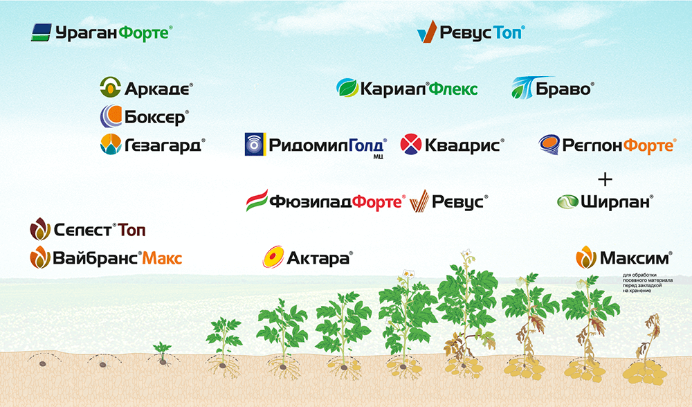 Схема защиты картофеля от болезней