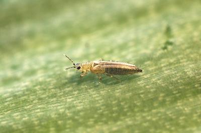 Thrips tabaci female