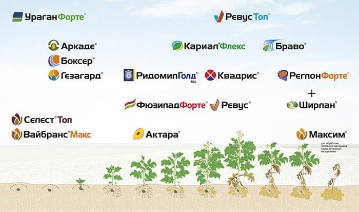 Схема защиты картофеля