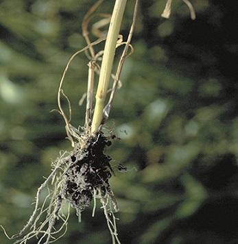 Ramulispora herpotrichoides 2