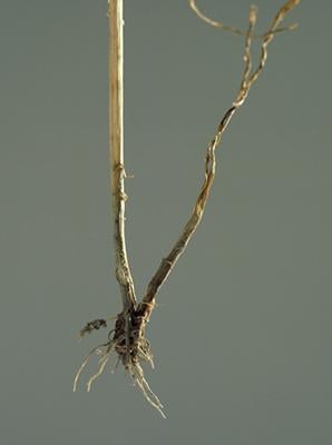 Ophiobolus graminis 2