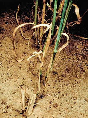 Rhizoctonia cerealis 4