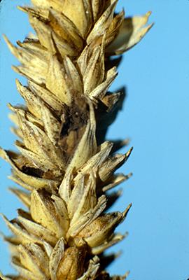 Tilletia caries 1