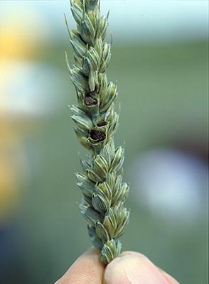 Tilletia caries 2