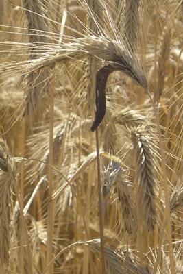 Claviceps purpurea (Fr.) Tul. 1